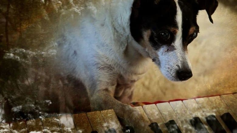 Heart of a Dog image
