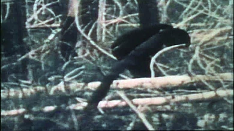 The Legend of Bigfoot image