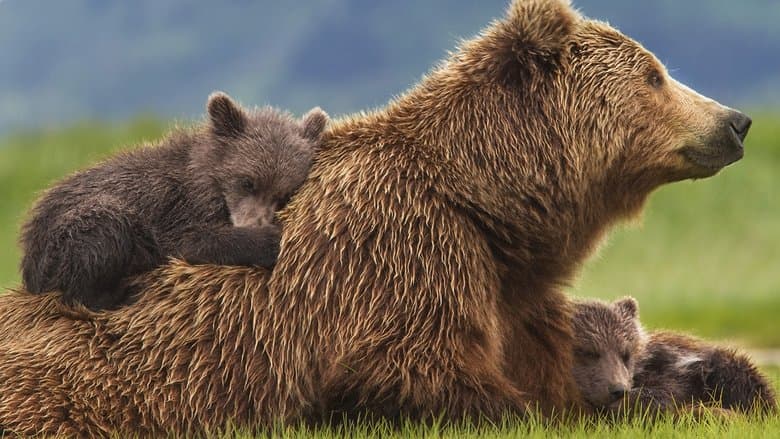 Bears image