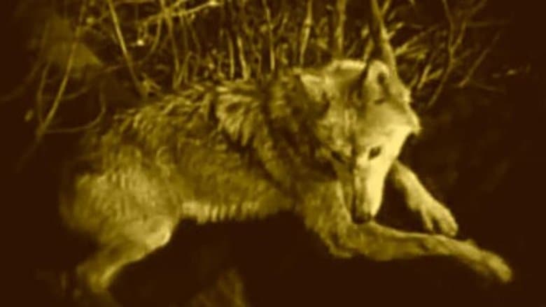 Wolf Blood image