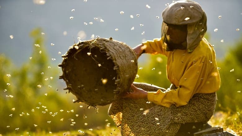Honeyland image