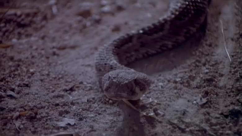 Rattlers image
