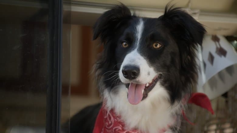 A Dog Named Duke image