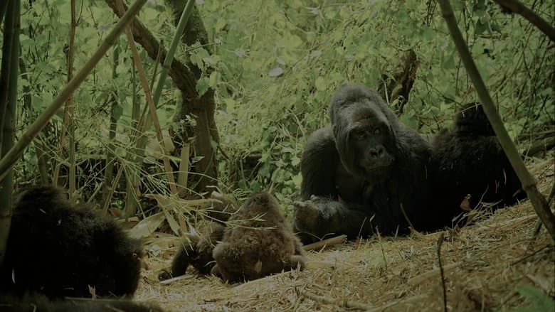 Wild Africa image
