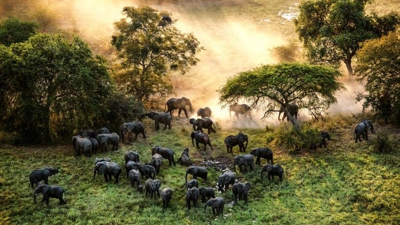 The Last Animals image