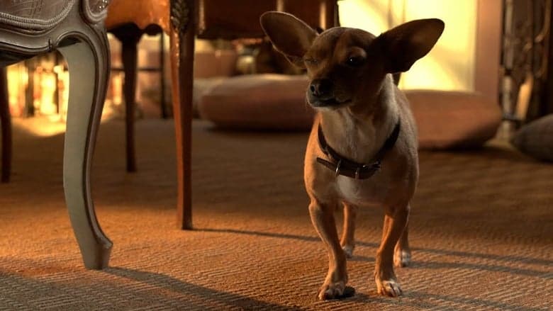 Beverly Hills Chihuahua 3 image