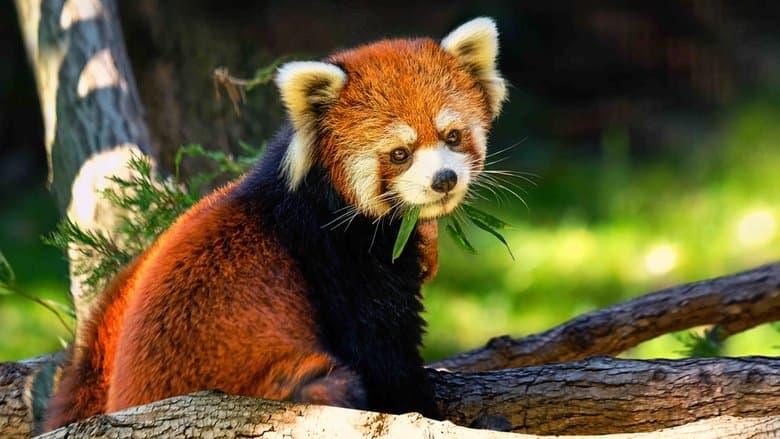 The Zoo image