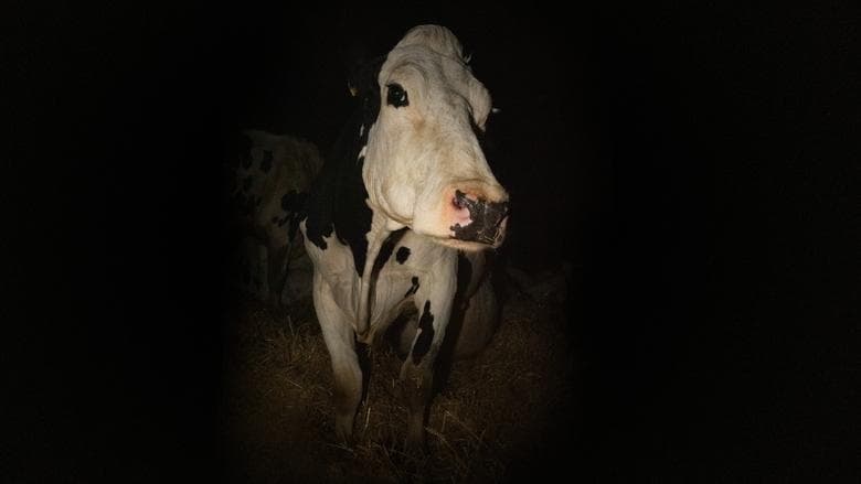 Cow image
