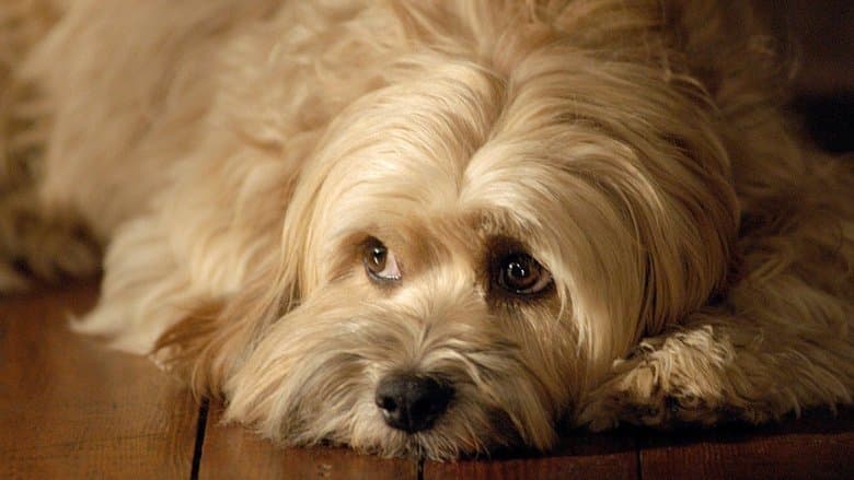 For the Love of Benji image