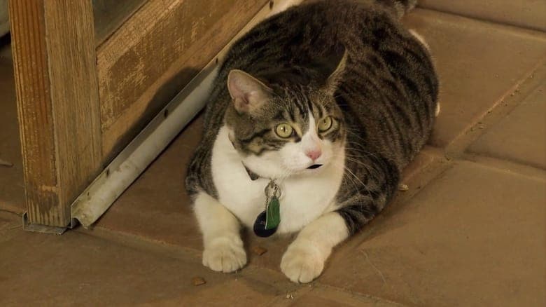 A Talking Cat!?! image