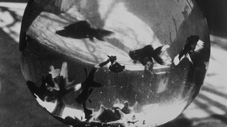 Bocal aux poissons rouges image