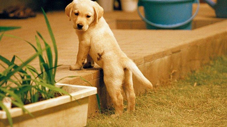 Quill:  The Life of a Guide Dog image