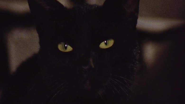 The Black Cat image