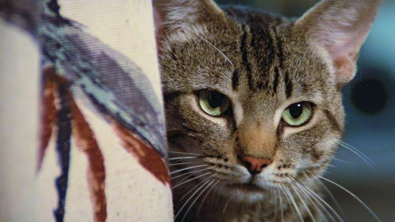Cat's Eye image