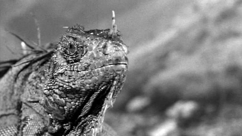 King Dinosaur image