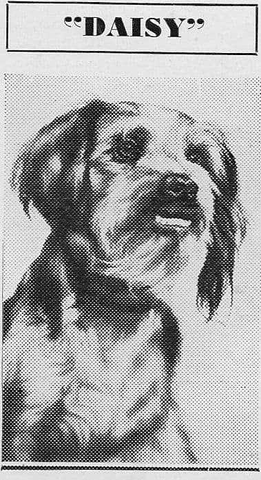 Daisy image