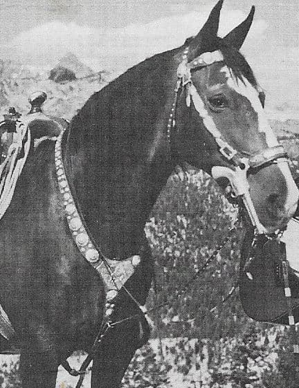 Champion image